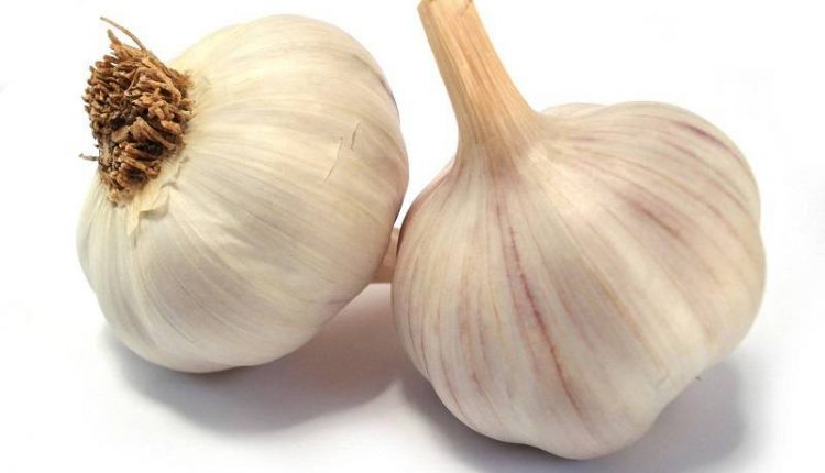 سیر برای درمان جوش