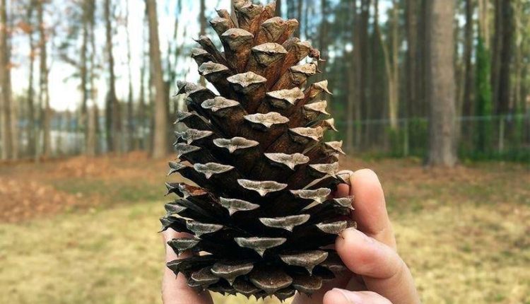 گیاهان مخروطی برای درمان جای جوش